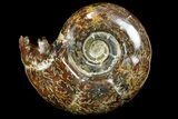 Polished Ammonite (Gaudryceras) Fossil - Madagascar #166287-1